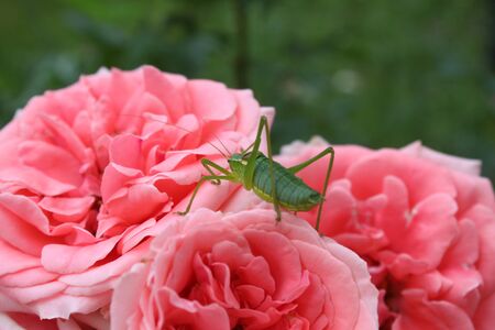 Grasshopper on a pink roseの写真素材