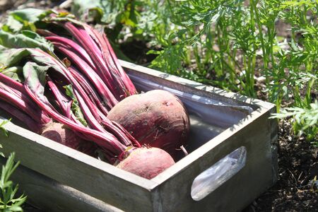 Beetroot in the summer in the garden