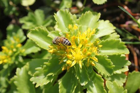 Bee on a yellow flower in the garden