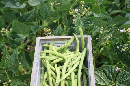Harvested beans and bean plants with blossoms