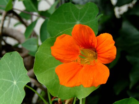 Orange nasturtium in the gardenの写真素材