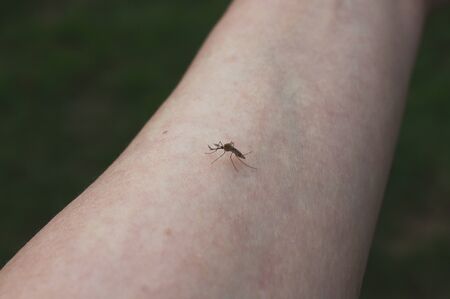Mosquito on the skin of a personの写真素材