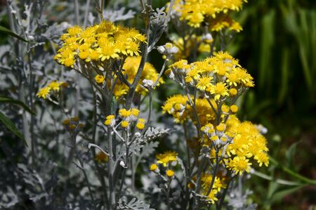 Yellow flowers in the gardenの写真素材