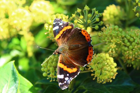 Red admiral in the gardenの写真素材