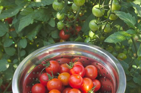 Delicious ripe tomatoes in the gardenの写真素材