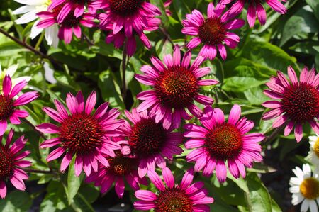 A red coneflower in the gardenの写真素材