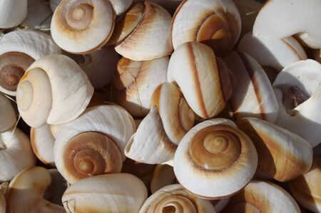 Many big beautiful snail shells