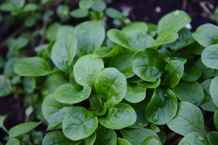 Lamb`s lettuce in the gardenの写真素材