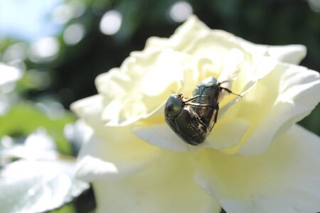 Rose chafers in a white rose blossom