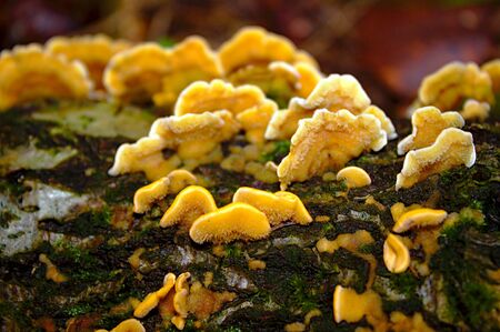 Mushrooms in the forest in the autumn