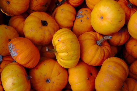Many little orange pumpkins