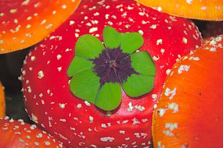 Fly agaric with a lucky clover in the forest and the text good luckの写真素材