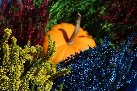 Pumpkin in the colorful heatherの写真素材