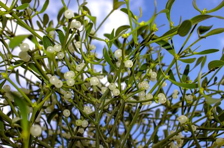 Mistletoe in front of the blue sky