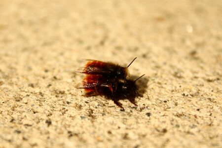 Mason bee on a stone floor in the garden