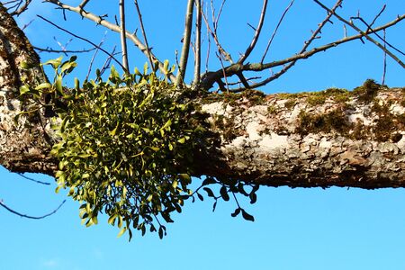 Mistletoe on a tree in front of the blue skyの写真素材