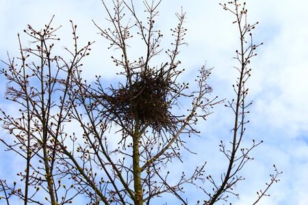 Birds nest in the treeの写真素材