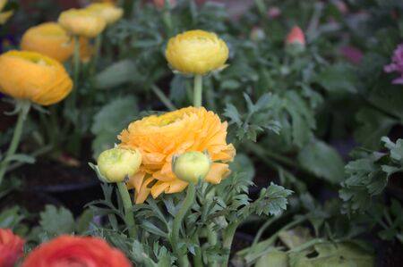 Colorful buttercups in the garden