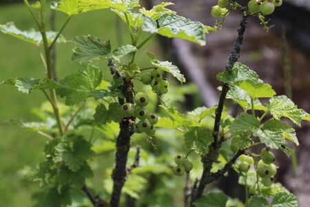 Unripe red currants in the gardenの写真素材