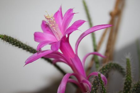 Blossoming cactus in the gardenの写真素材