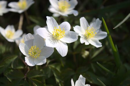 Field of anemonesの写真素材