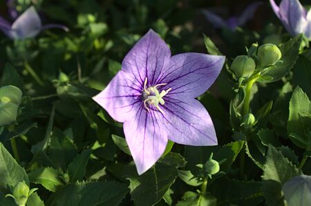 Blossoming balloon flower in the gardenの写真素材