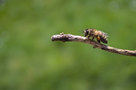Bee on a little branch
