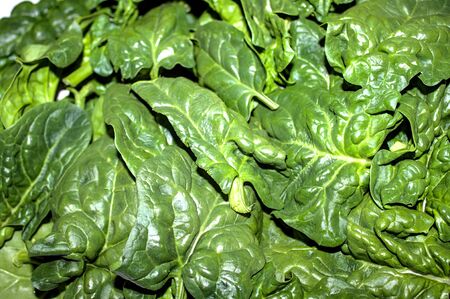 Many fresh green spinach leaves