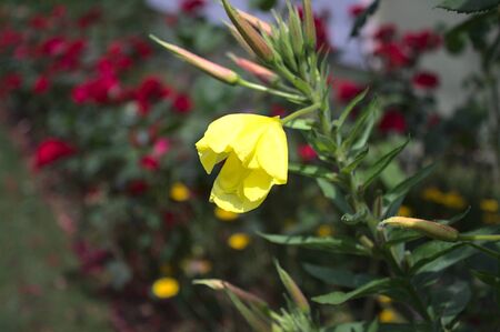 Blossoming suncup in the darkの写真素材