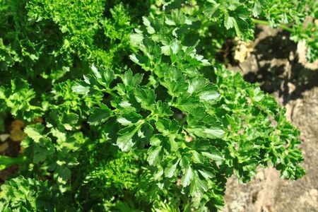 Parsley field in the gardenの写真素材