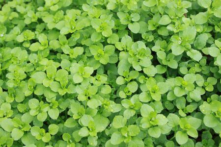 Blossoming chickweed in the garden