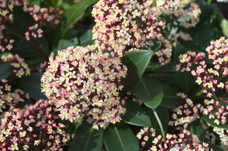 Blossoming skimmia in the gardenの写真素材