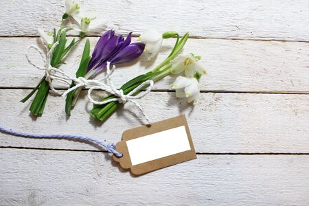 Early flowering plants on white boards