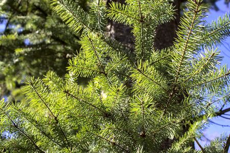 Larch in the winter in front of the blue skyの写真素材