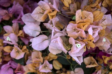 Beautiful paperflowers in the garden