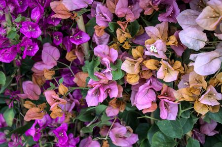 Beautiful paperflowers in the garden