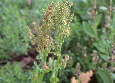 Blossoming sorrel in the garden