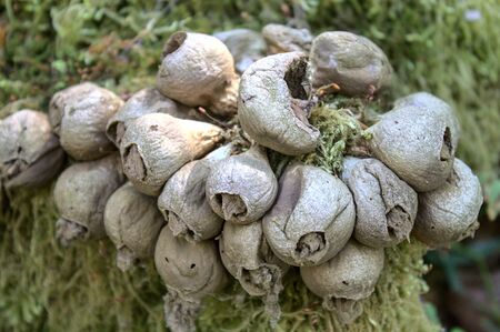Common earthball in the forestの写真素材