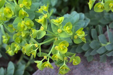 Blossoming spurge in the gardenの写真素材