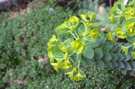 Blossoming spurge in the garden