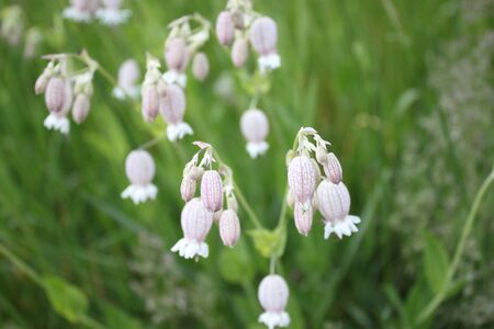 Blossoming rattleweed in the meadowの写真素材