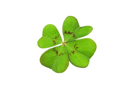 An isolated green lucky clover
