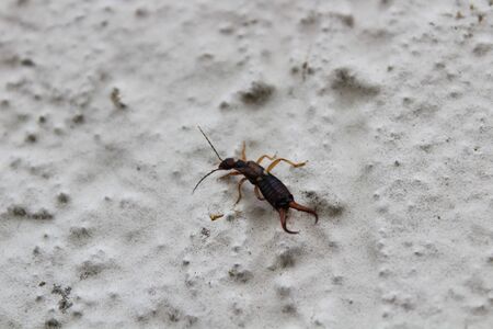 earwig on the white wallの写真素材