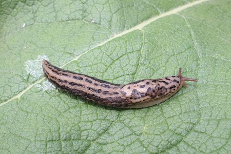 tiger slug in the garden
