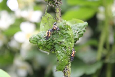 ladybird larva in the garden