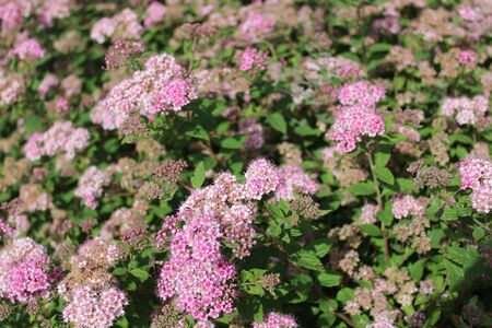 blossoming spiraea in the gardenの写真素材