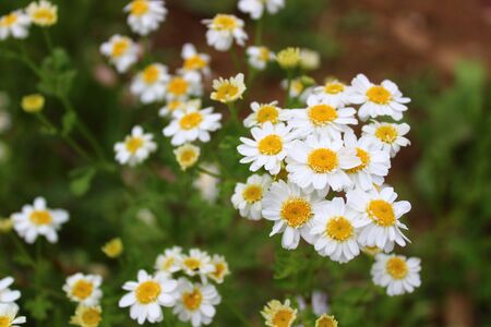blossoming chamomile in the garden