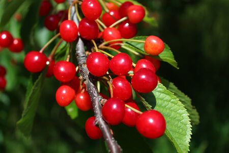 Wild cherry in the natureの写真素材