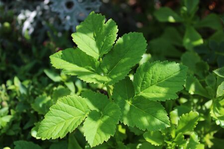 goutweed leaf in the garden