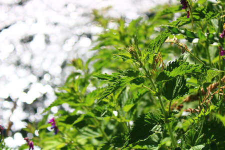 stinging nettles on a riverの写真素材